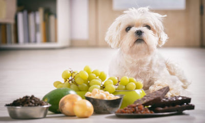 Quels aliments sont toxiques pour un chien, voire mortels ?