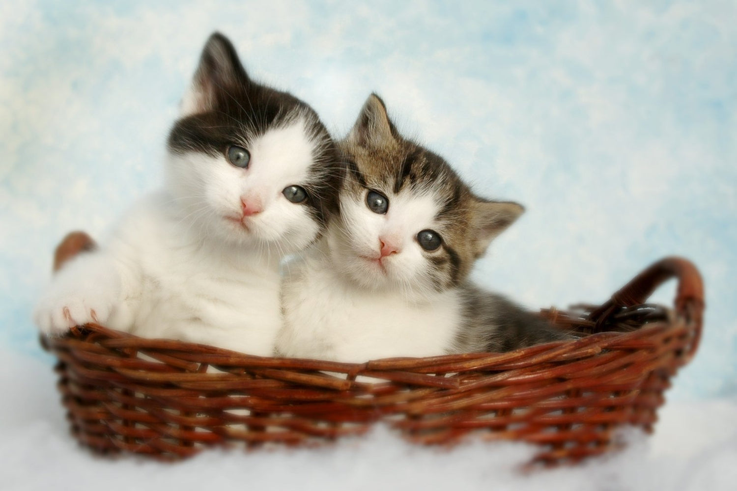 Alimentation spécifique pour les chatons et les chiots - Stan.bio