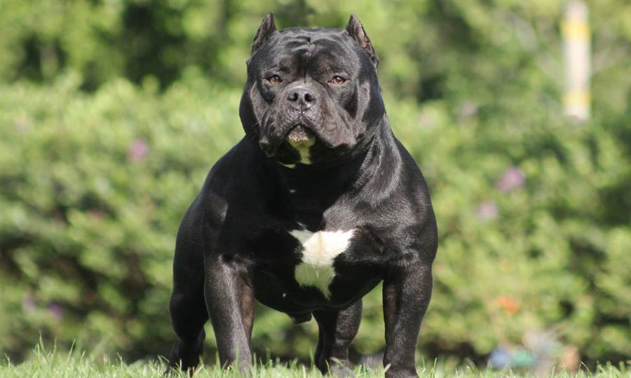 American Bully Noir : tout comprendre de ce magnifique chien - Stan.bio