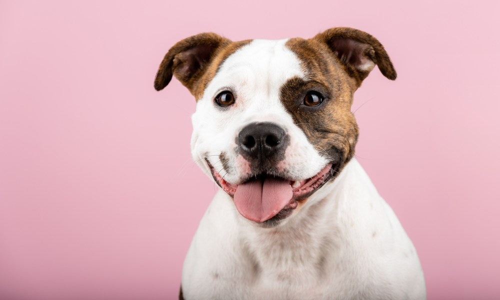 Un American Staff chiot est au centre de l'image, il sourit et regarde l'objectif. Le fond est rose.