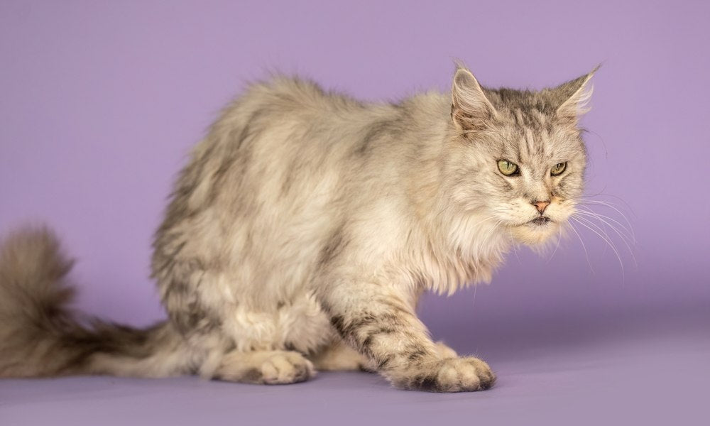 Un chat à poils longs gris clair est photographié de profil sur un fond mauve. La posture du félin illustre une situation liée à l’arthrose chat, avec une position basse et prudente.