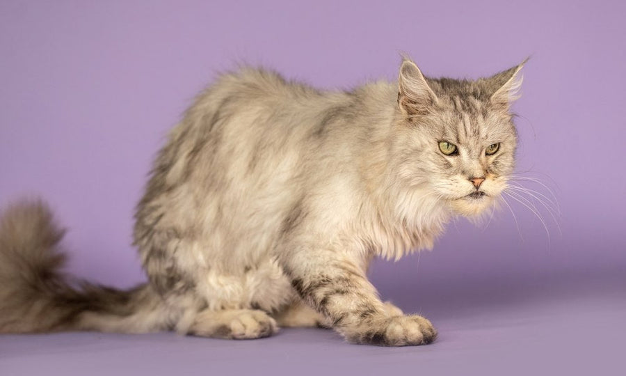 Un chat à poils longs gris clair est photographié de profil sur un fond mauve. La posture du félin illustre une situation liée à l’arthrose chat, avec une position basse et prudente.