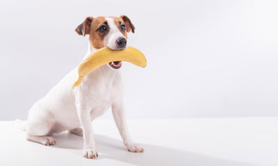 Mon chien peut-il manger de la banane ?