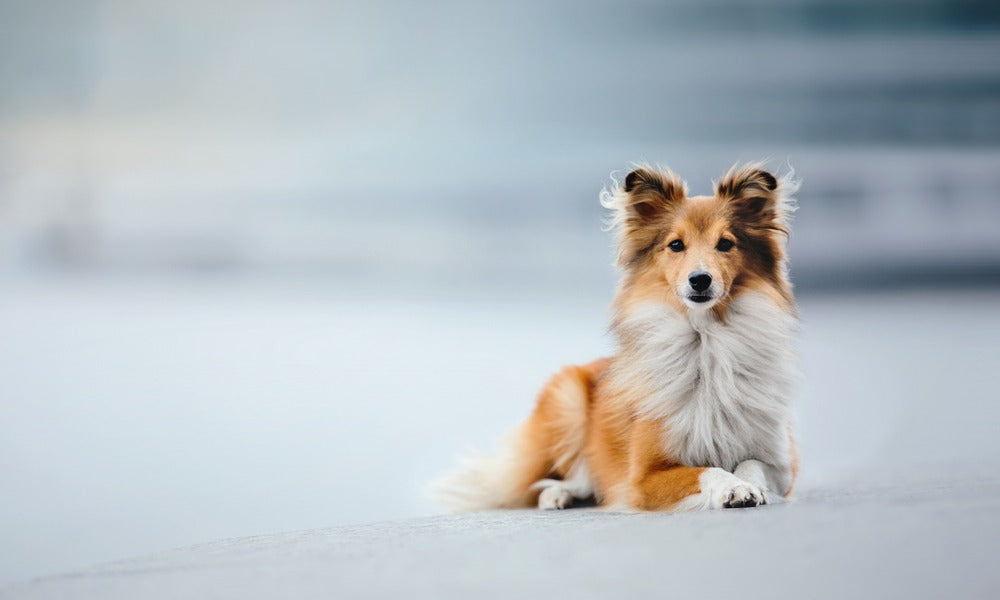 Un berger des shetland est au centre droit de l'image. Le chien est allongé et regarde l'objectif. Le fond est flou et blanc.