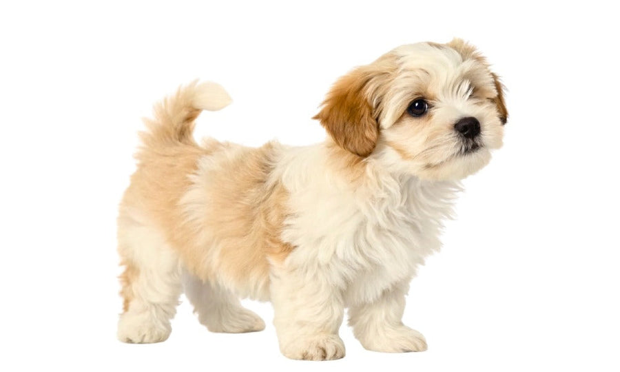Chiot bichon havanais debout sur fond blanc, pelage blanc et caramel, queue relevée, silhouette de profil
