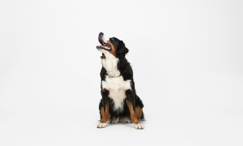 Un très beau chien de race aux poils longs Bouvier Bernois est au centre de l'image. Le chien est assit et regarde vers le haut. Il a la bouche ouverte. Le fond est blanc.