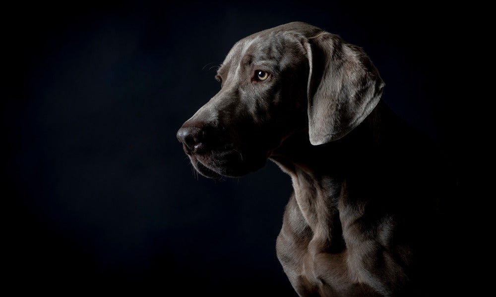 Un chien de race braque de weimar gris est au centre de l'image. Il regarde vers la gauche de avec ses yeux jaunes. Le chien de grande race à l'air préoccupé.