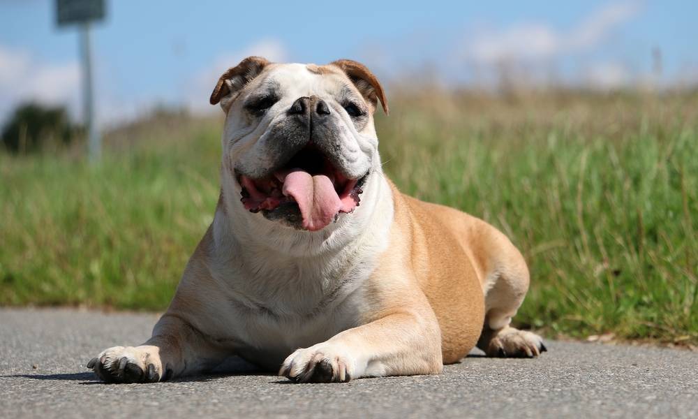 Un bouledogue continental blanc et beige regarde l'objectif et tire la langue. Il est allongé sur le sol, comme si c'était une route. Derrière lui se trouve de l'herbe et un ciel bleu.