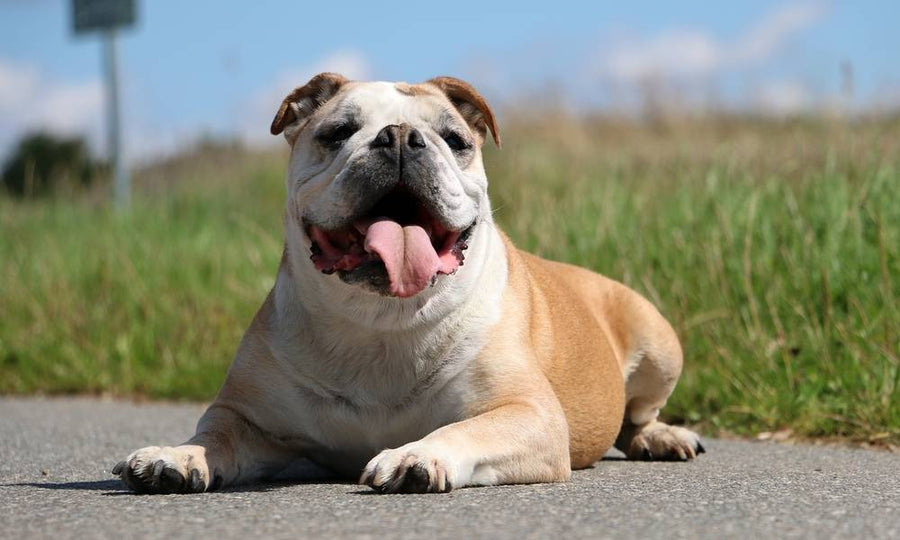 Un bouledogue continental blanc et beige regarde l'objectif et tire la langue. Il est allongé sur le sol, comme si c'était une route. Derrière lui se trouve de l'herbe et un ciel bleu.