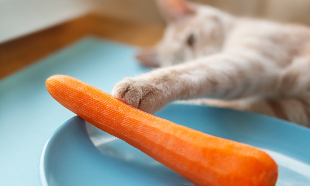 Un chat allongé tend la patte vers une grande carotte sur une assiette bleue, une scène parfaite pour illustrer le thème carotte chat.