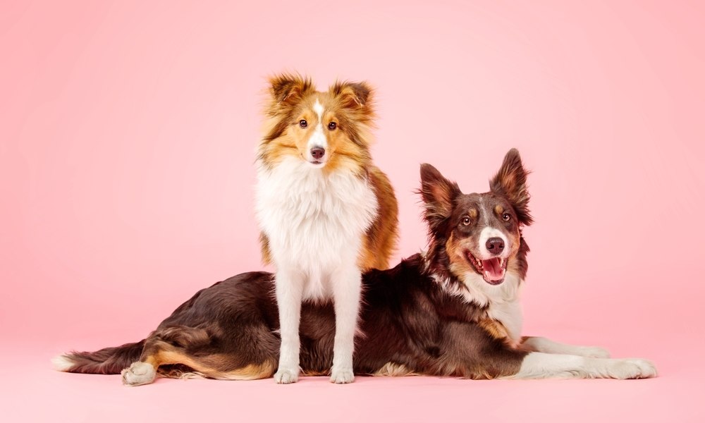 Une chienne en chaleur est allongée au centre de l'image. Un chien mâle est au dessus, debout sur ses 4 pattes. Les deux chiens regardent l'objectif. Le fond est rose.