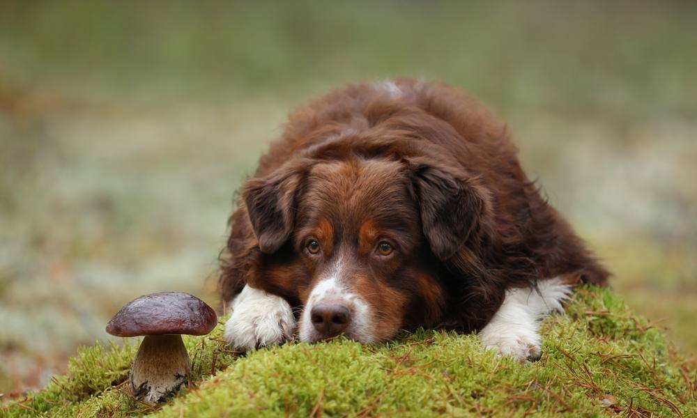 Un chien est allongé en forêt à côté d'un champignon marron. Il regarde le légume. Le chien à l'air intrigué mais les champignons peuvent être toxiques.