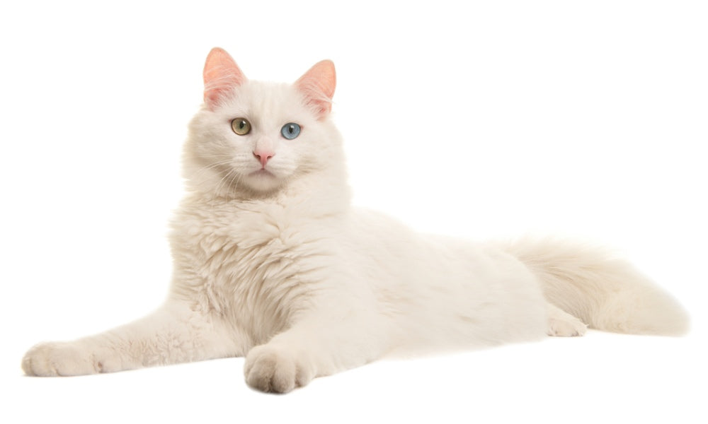 Un magnifique chat de race angora turc est allongé au centre de l'image. Le très beau chat blanc et aux yeux vairons (vert et bleu) regarde l'objectif. Le fond est blanc.