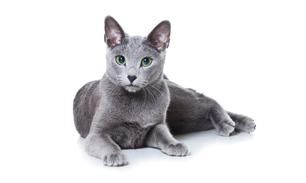 Un magnifique chat de race bleu russe est allongé au centre de l'image. Le félin au poil bleu-gris regarde l'objectif avec des beaux yeux verts émeraude. Le fond est blanc.