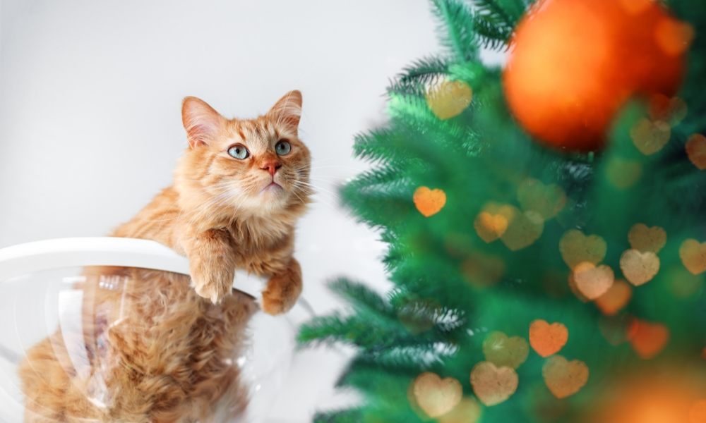 Un chat roux et un sapin de Noël sont sur l'image. Le félin est à gauche et regarde l'arbre qui est à droite. Le sapin est flou. Le chat est sur une chaise.