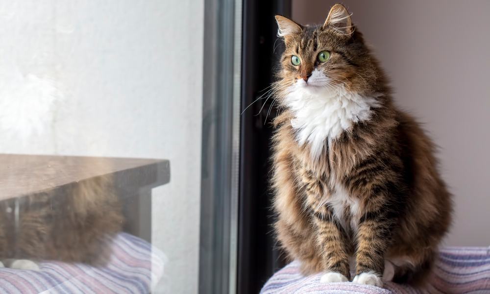 Un chat norvegien aux poils longs et aux yeux verts est dans une maison à côté d'une vitre. Il regarde dehors.