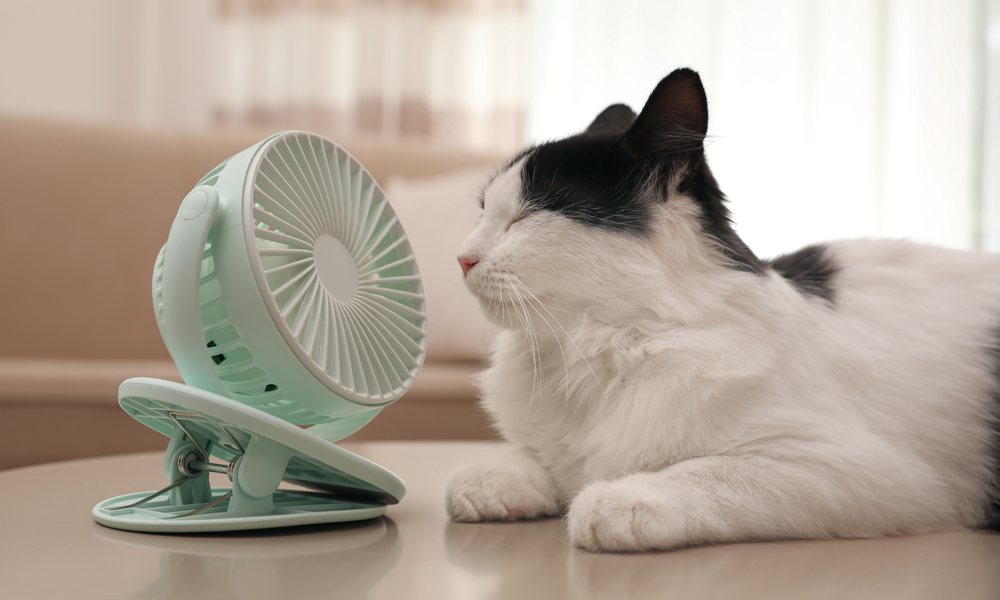Coup de chaleur chez le chat : les signes et comment agir ?