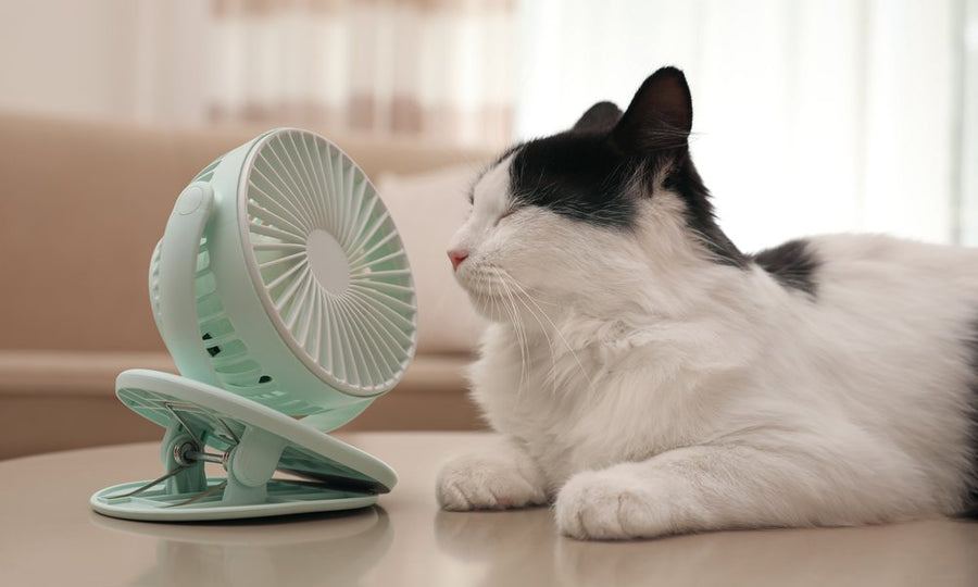 Coup de chaleur chez le chat : les signes et comment agir ?