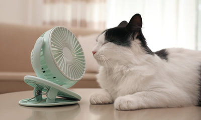 Coup de chaleur chez le chat : les signes et comment agir ?