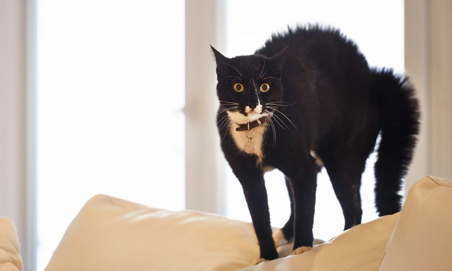 Un chat qui a peur est au centre de l'image. Le félin noir et blanc est debout en position de défense, le poil hérissé, les pupilles dilatées, prêt à attaquer. Il se trouve dans un salon, même si le fond est flou.