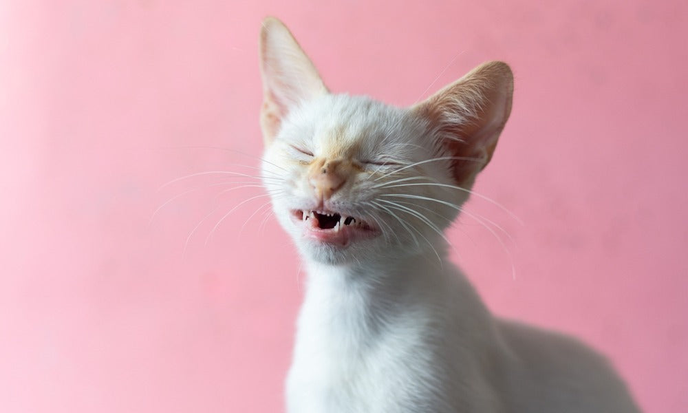 Au centre de l'image se trouve un magnifique petit chat blanc qui éternue. Il a les yeux fermés et la bouche ouverte. Le fond est rose.