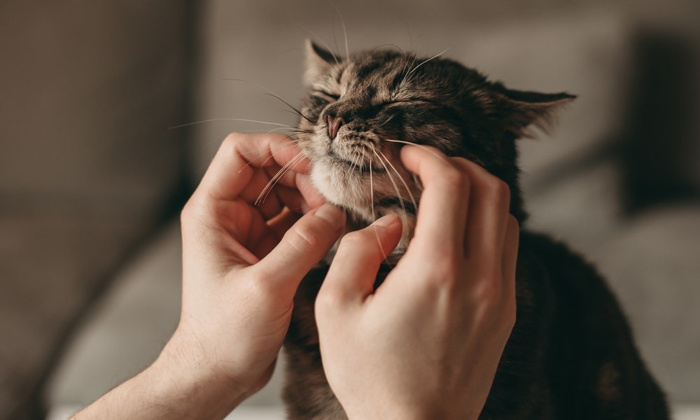 Une personne caresse avec ses deux mains un chat heureux qui ronronne. Le chat lève la tête et apprécie.