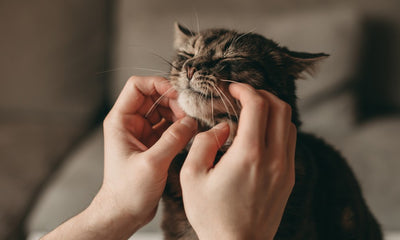 La Ronronthérapie : que signifie un chat qui ronronne ?