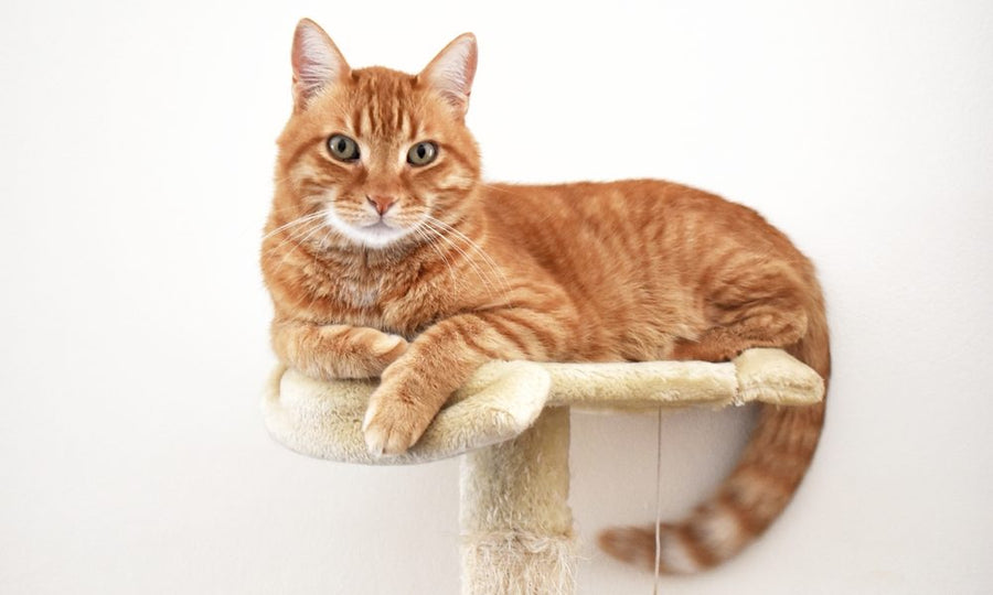 Chat roux tigré aux yeux verts allongé sur la plateforme d'un arbre à chat beige, regard direct vers l'objectif sur fond blanc