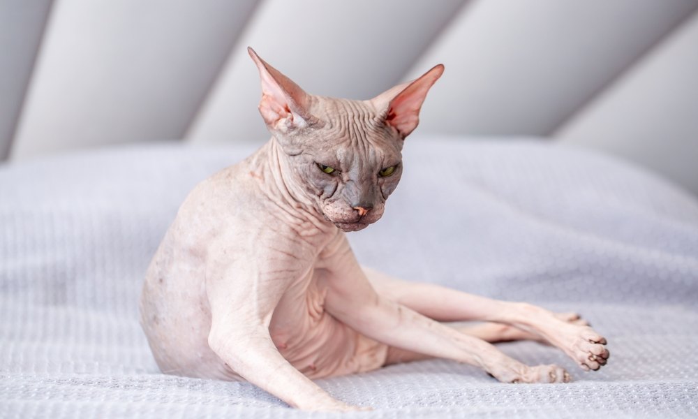 Chat sans poil à la peau rose ridée et aux yeux verts allongé de façon décontractée sur un canapé gris clair