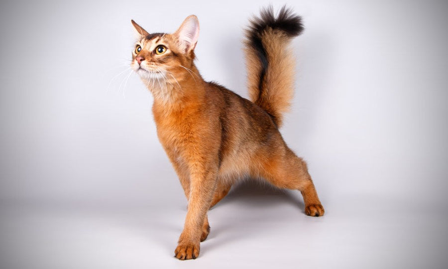 Élégant chat somali roux en position debout sur fond gris clair, queue dressée à bout noir et regard alerte vers le haut
