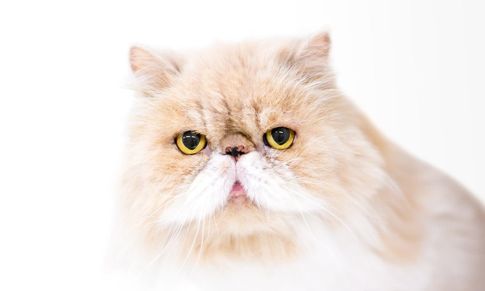 Un très beau chat roux Persan avec la tête écrasé est au centre de l'image, en gros plan. Il regarde l'objectif avec ses grands yeux ronds jaunes. Il possède une moustache blanche. Le fond est blanc.