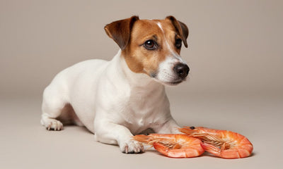Donner de la crevette à son chien : bonne ou mauvaise idée ?