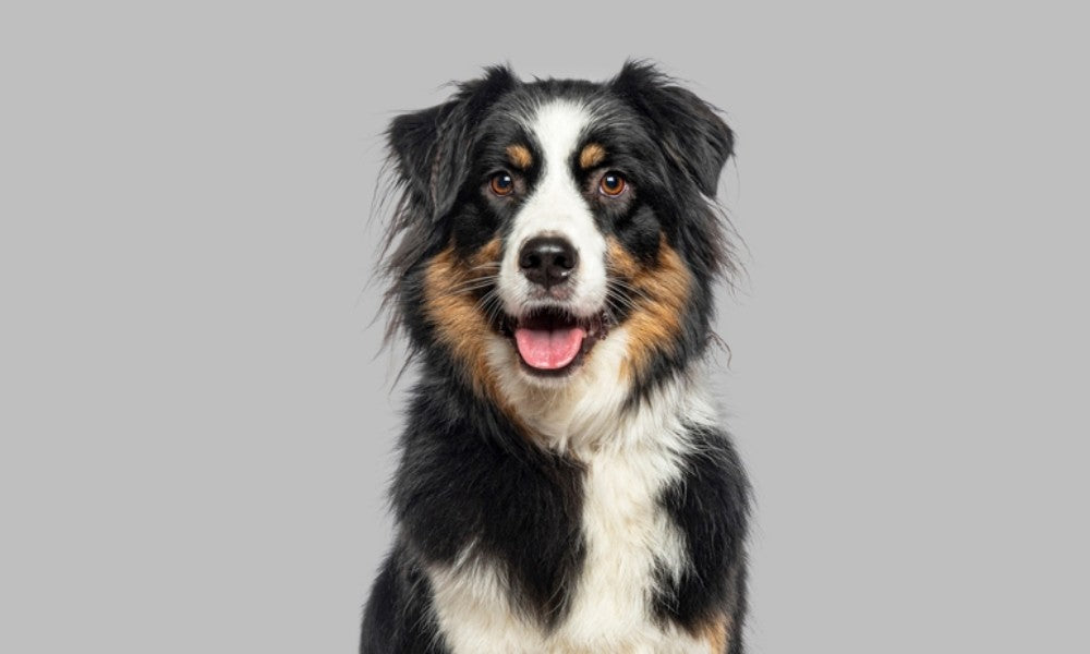 Un magnifique chien de berger, de race Berger Australien tricolore (noir, blanc, roux) est au centre de l'image. Le chien de troupeau regarde l'objectif en tirant la langue, l'air alerté. Le fond est gris.