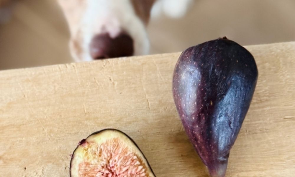 Est-ce qu'on peut donner de la figue à son chien ?
