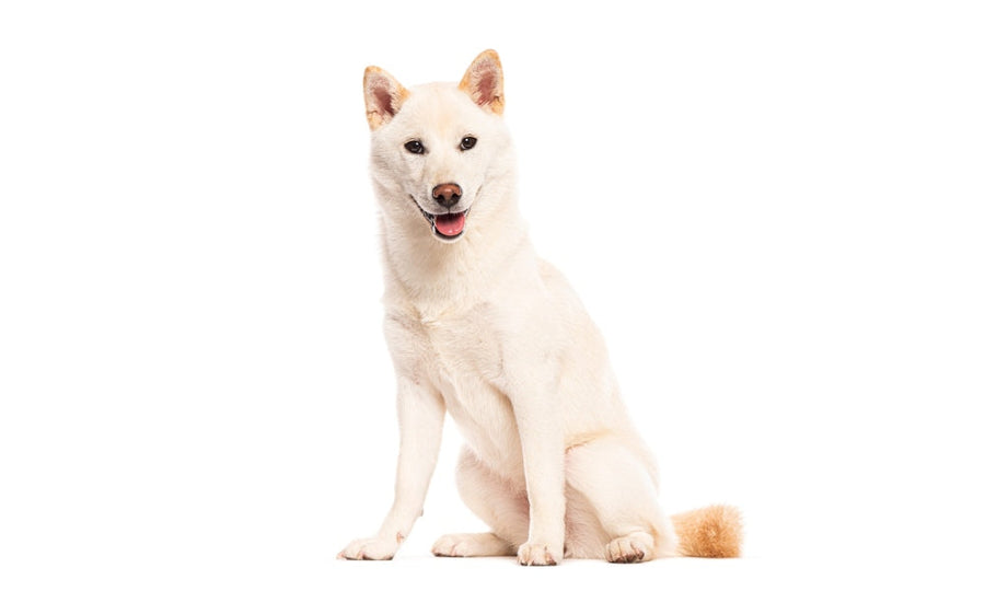 Un magnifique chien japonais de race Shiba Inu est au centre de l'image. Il est assit et regarde l'objectif. Il tire la langue comme s'il regardait quelque chose d'intéressant. Le fond est blanc.