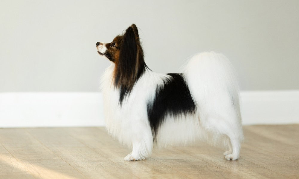 Un chien papillon, un épagneul papillon noir et blanc est au centre de l'image. Le chien regarde vers la gauche.