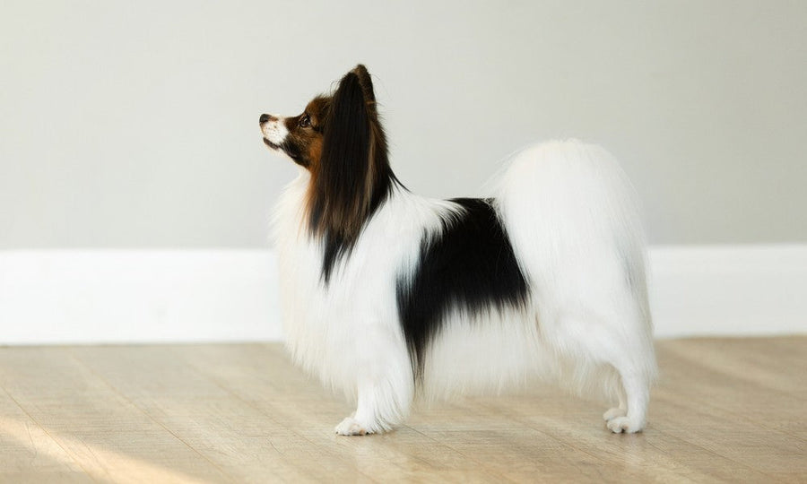 Un chien papillon, un épagneul papillon noir et blanc est au centre de l'image. Le chien regarde vers la gauche.