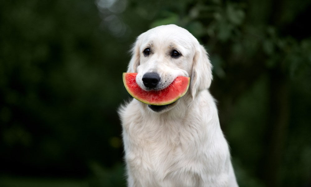 Un chien blanc tient une tranche de pasteque dans la bouche. Il mange le fruit, regarde au loin et semble heureux. Le fond est flou mais on imagine que le chien se trouve dans un jardin ou dans une forêt.