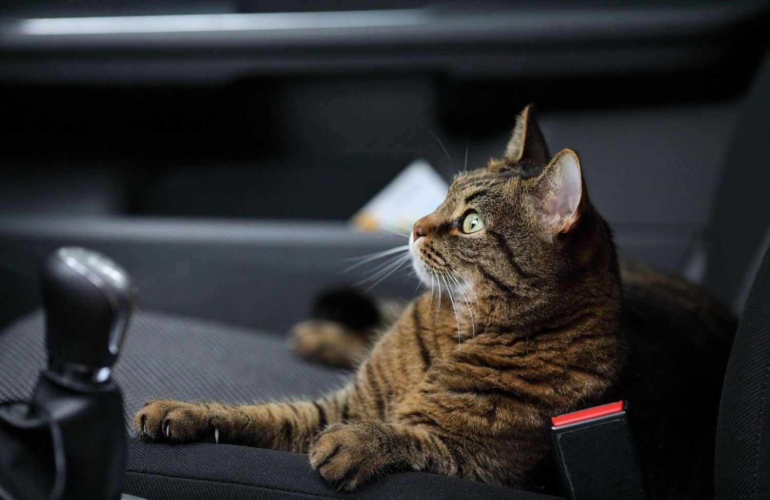 Comment voyager avec son chat ? - Stan.bio