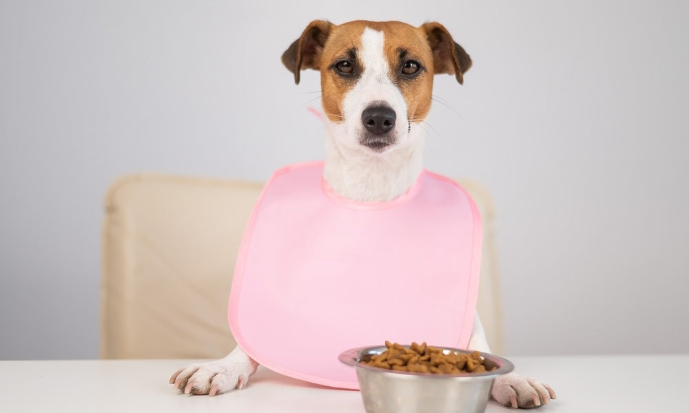 Un chiot jack russell marron et blanc est assit à une table. Il a un bavoir rose et une gamelle remplie de croquette bio devant lui.
