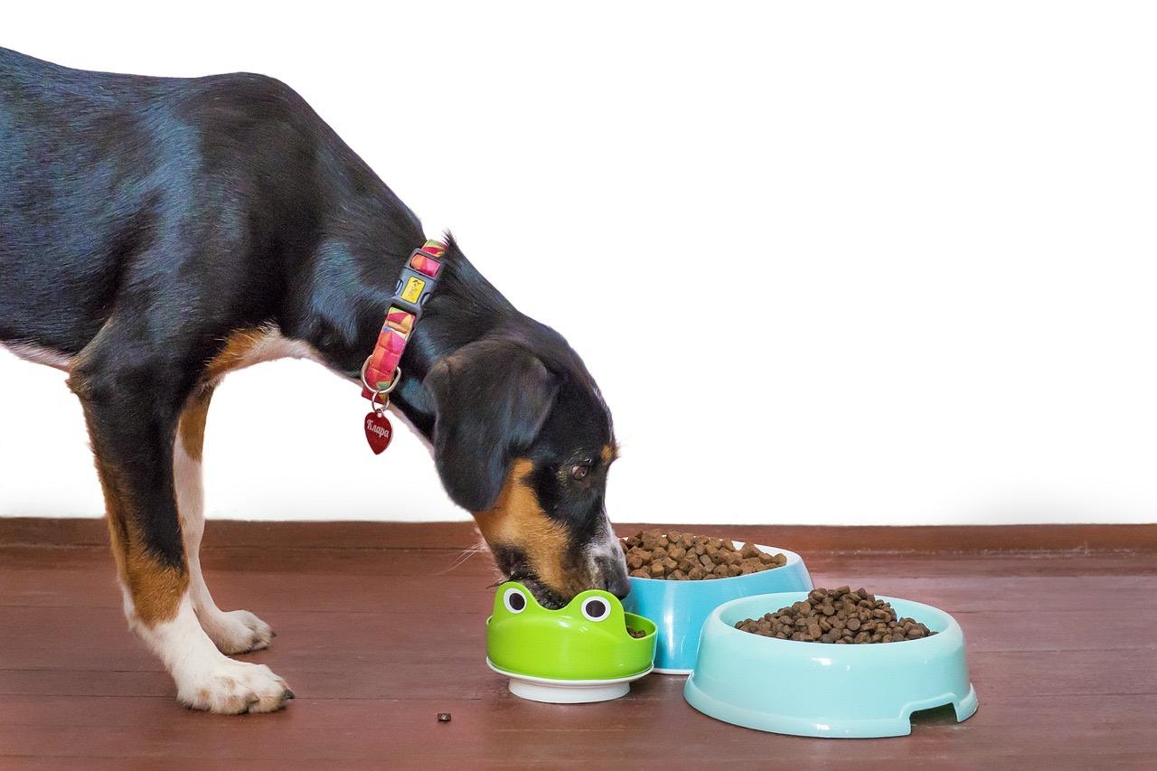 Croquettes sans céréales pour chien : le meilleur choix possible ? - Stan.bio