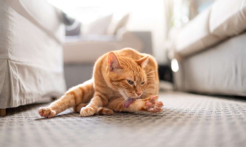 Ce chat roux se lèche vigoureusement la patte sur un tapis, dans un salon lumineux, illustrant un cas de dermatite chat stressé
