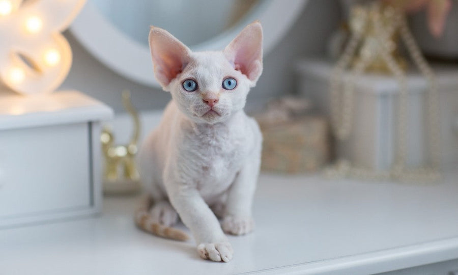 Un chat blanc de race devon rex est au centre de l'image. Le félin aux yeux bleus regarde l'objectif.