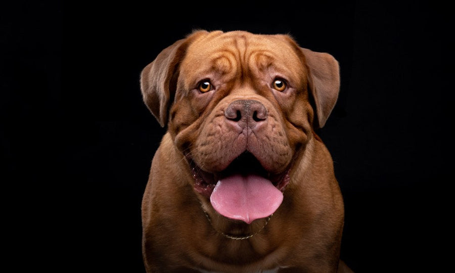 Un dogue de bordeaux roux est au centre de l'image en gros plan. Le chien regarde l'objectif. Le fond est noir.
