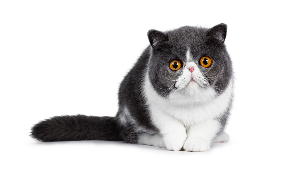 Un chat aux poils court de race exotic shorthair est au centre de l'image. Le félin regarde l'objectif avec ses yeux orange et son nez écrasé. Le fond est blanc.