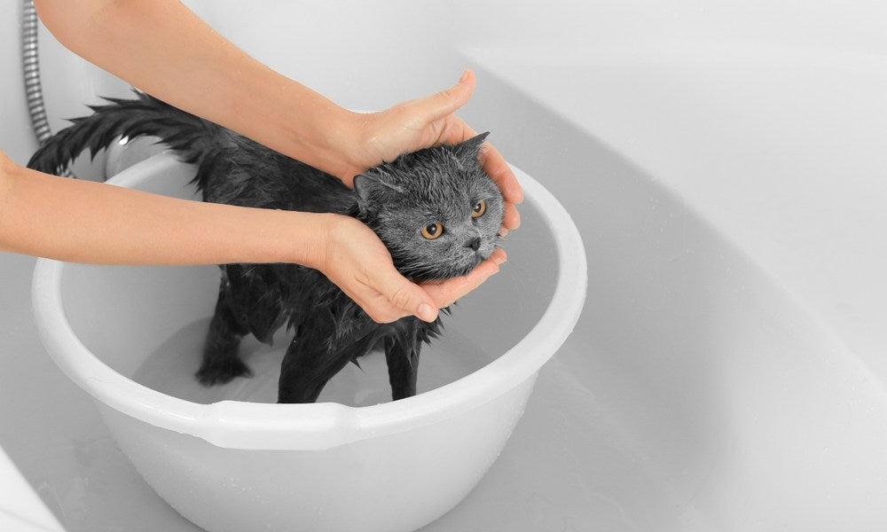 Faut-il laver son chat, une personne lave un chaton couleur ébène dans un petit seau blanc, dans une baignoire. Le chat est mouillé.