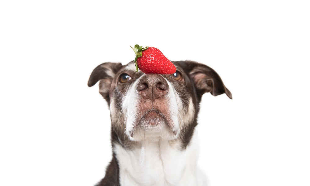 Une fraise se trouve sur le museau d'un chien, l'animal regarde le fruit rouge au dessus de lui. Le fond est blanc.