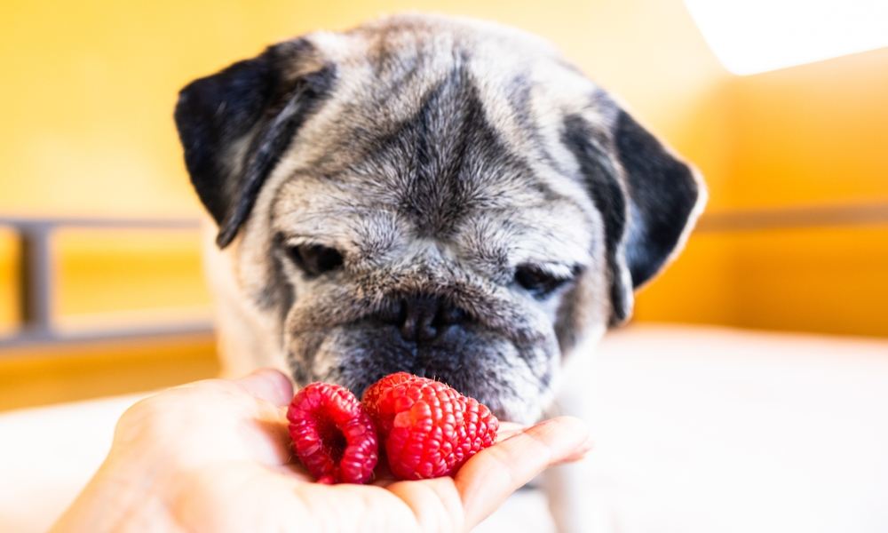 Un chien de race Carlin est au centre de l'image. Le canidé sent les fruits, tendu par une main pour les manger. Le fond est flou