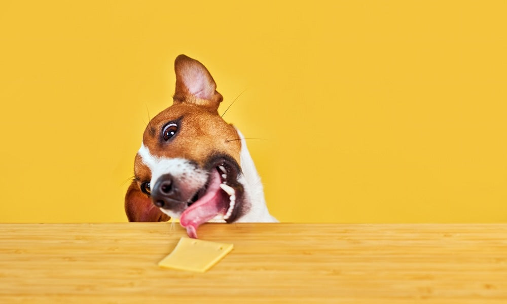 Un chien de race Jack Russell est au centre de l'image. Il essaye de manger une tranche de fromage pour chien en utilisant sa langue. Le fond est jaune.