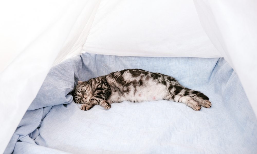 La gestation d'un chat à fatigué ce félin qui est allongé dans un lit et se repose. Le chat enceinte se repose.